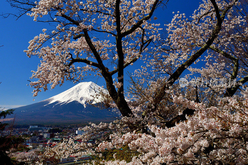 富士山和樱花:从荒山森根公园，富士吉田