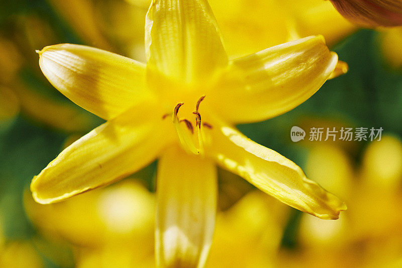 鲜亮的黄色花的近照雄蕊和花粉，浅集中。