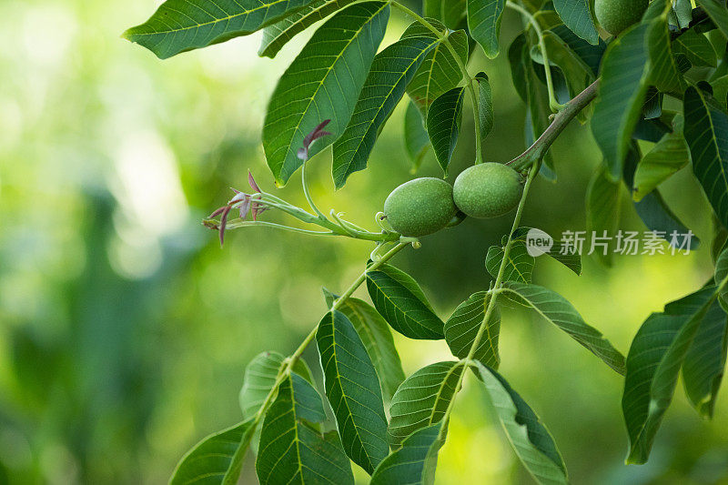 核桃树近处