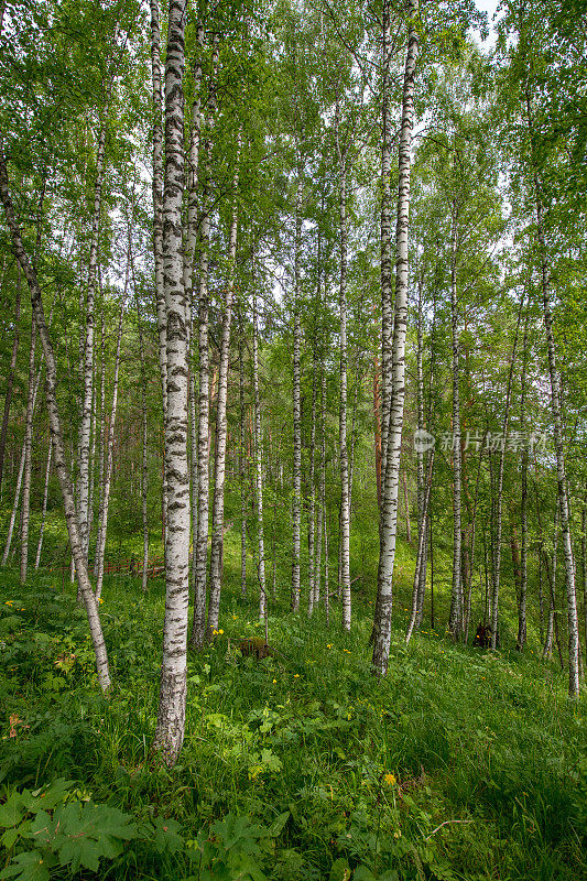 美丽的桦树森林在乌拉尔，俄罗斯