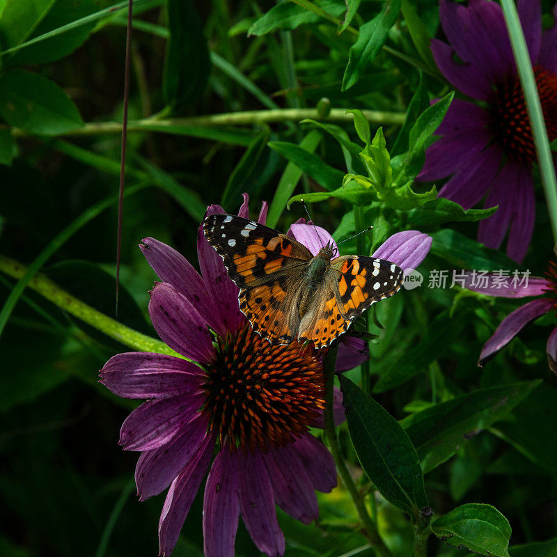 一只蝴蝶在公园里摆弄圆锥形花。