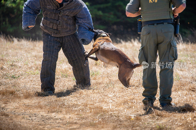 比利时马里诺犬在现场训练警犬