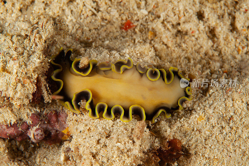 海洋生物。彩色的海蛞蝓水下生物裸鳃