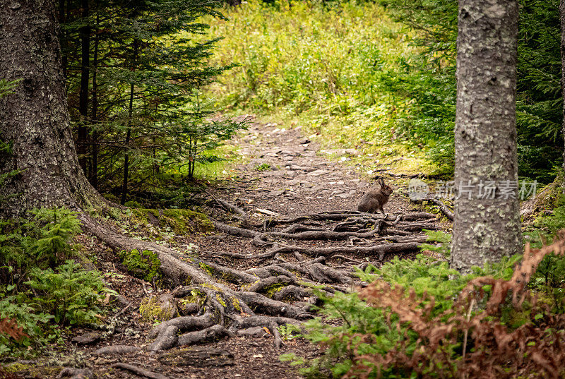 加拿大森林里的野兔子
