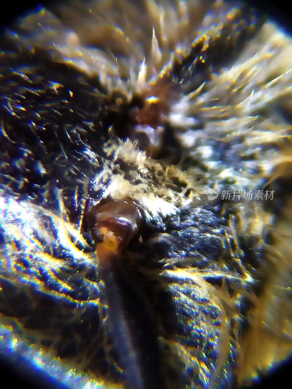 显微镜下蜜蜂的触角