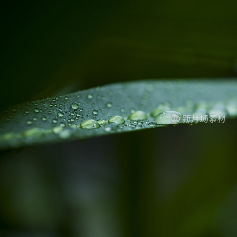 雨滴落在树叶上