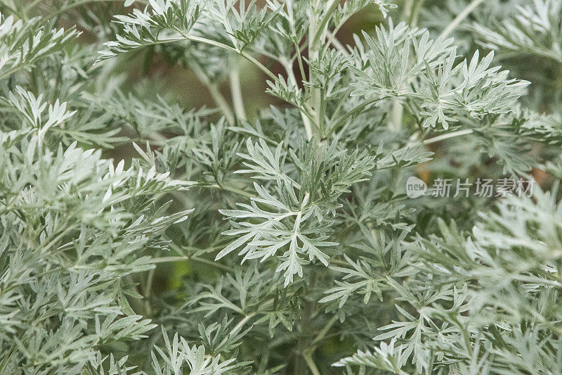 巴西塞拉多的植物群