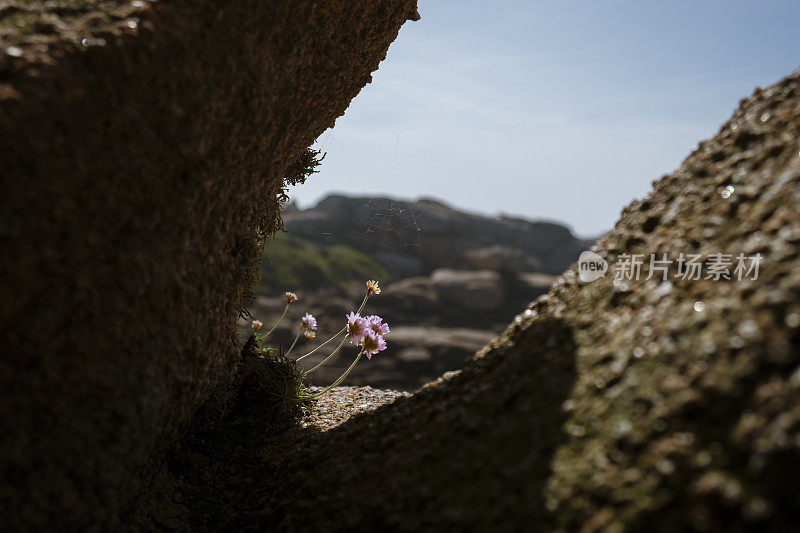 法国布列塔尼的粉红色花岗岩海岸，普洛马纳克海岸的岩石