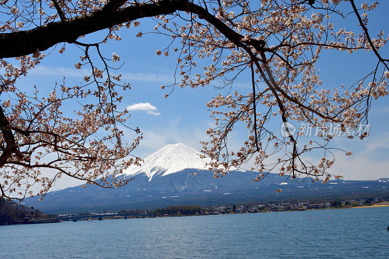 富士山和川口湖的樱花