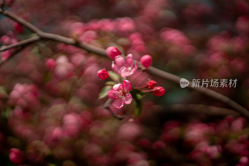 野生樱花