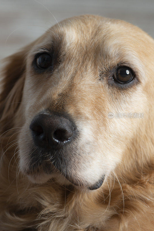 金毛猎犬