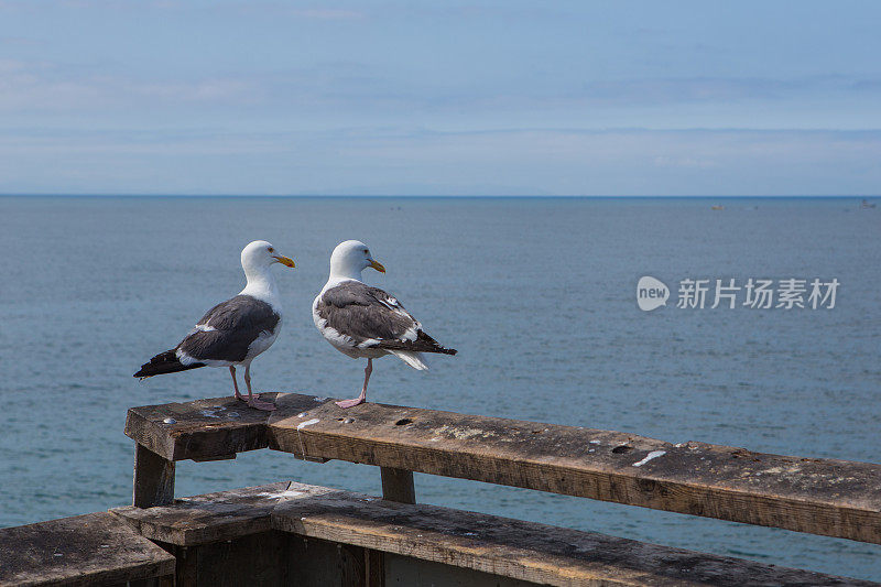 两只海鸥在海边的码头上