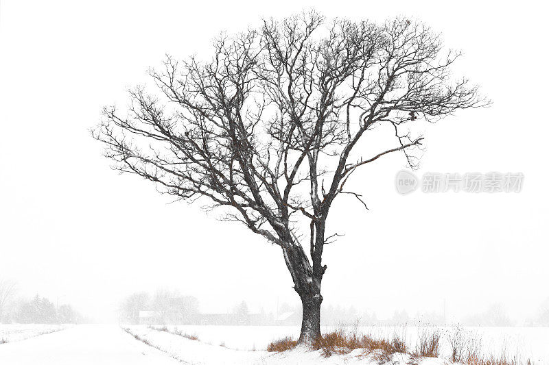 一棵孤独的枫树孤立在雪白的背景上。