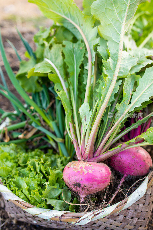 近距离接触新鲜的有机蔬菜在一个篮子