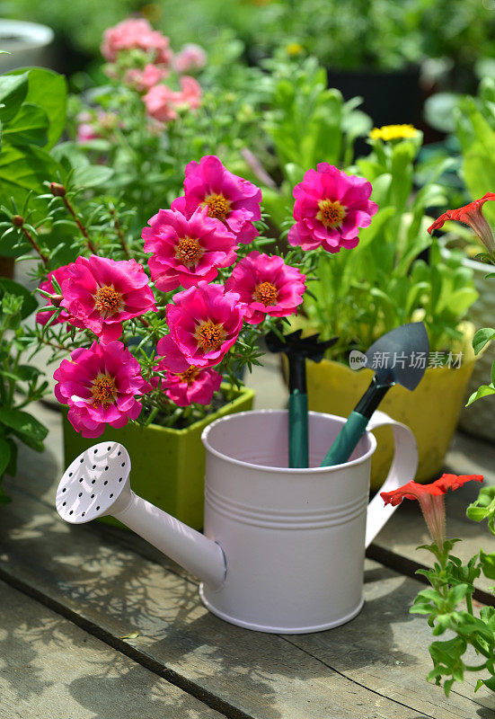 粉红色马齿苋花盛开，喷壶与工具垂直放在花园天井上。