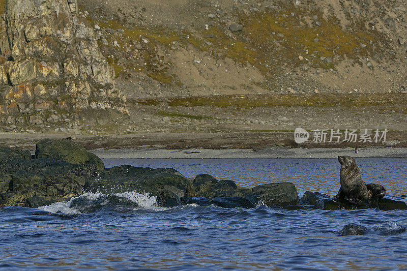 野生海狮，海豹，在壮观的南极半岛在南大洋