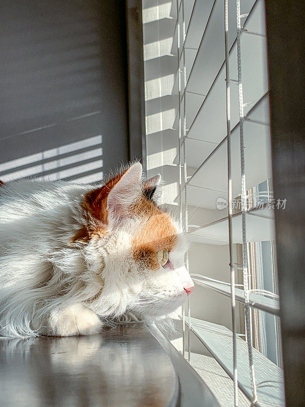 美丽快乐的女性室内家纺毛绒绒家猫猫宠物在一张木桌上看在冬天透过百叶窗到日落的户外