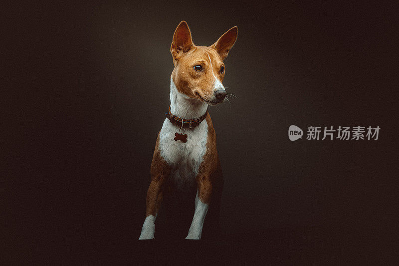 巴辛吉梗犬