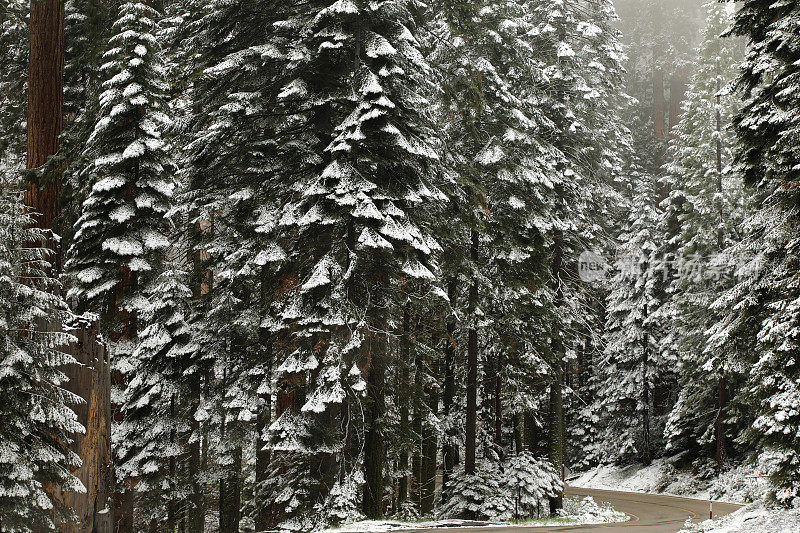 雪山红杉林