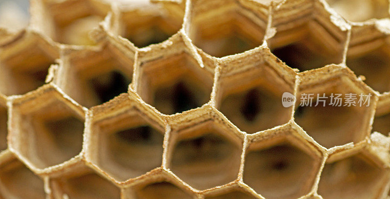 黄蜂和大黄蜂的蜂巢