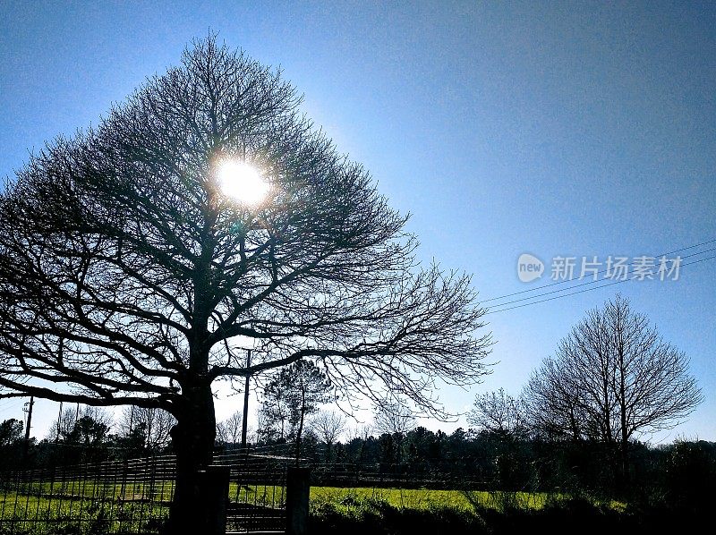 光秃秃的树木背光，阳光，清澈的天空背景。