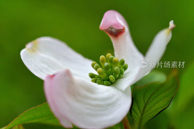 山茱萸花的极端特写照片，被花瓣状苞片包围