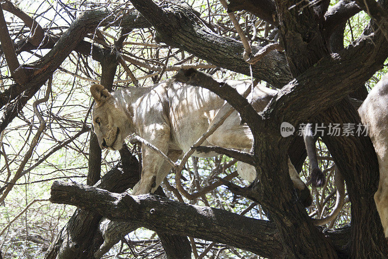 母狮子懒洋洋地躺在一棵树上