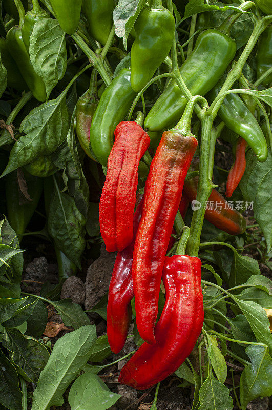 特写红辣椒成熟的植物