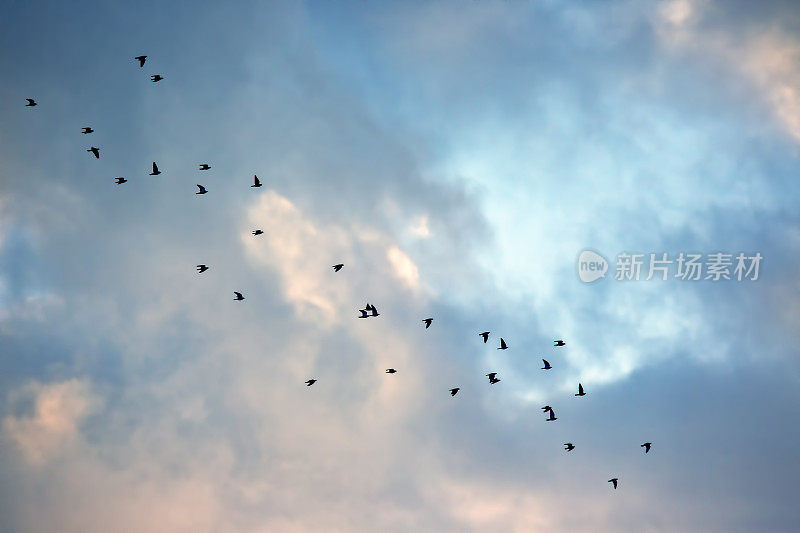 一大群黑乌鸦在天空中飞翔。鸟类到其他国家的迁徙