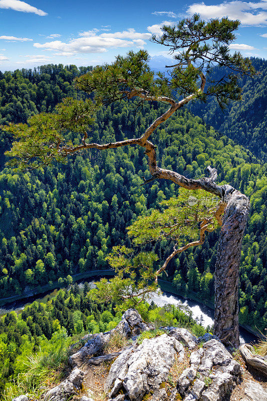 在波兰度假——从松树山的索科利卡山顶俯瞰杜纳耶克峡谷和塔特拉河