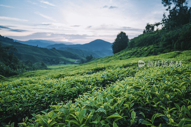 清晨在卡梅隆高地的茶园里种植茶树