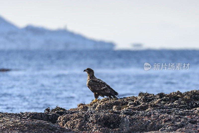 栖息在挪威海上岩石上的白尾鹰或海鹰