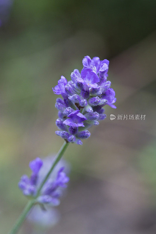 英国，夏天花园里的薰衣草花