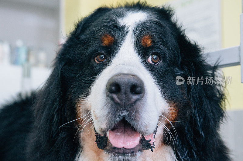 伯尔尼犬洗澡后