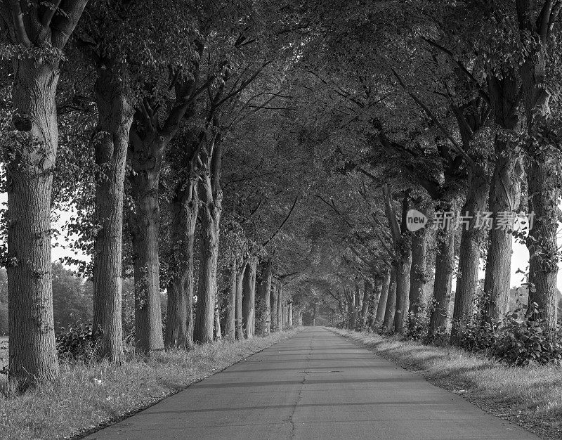黑色和白色的人行道上雄伟的树木大道
