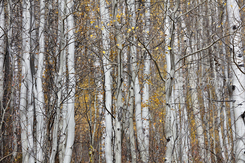 科罗拉多州秋天的白杨树。