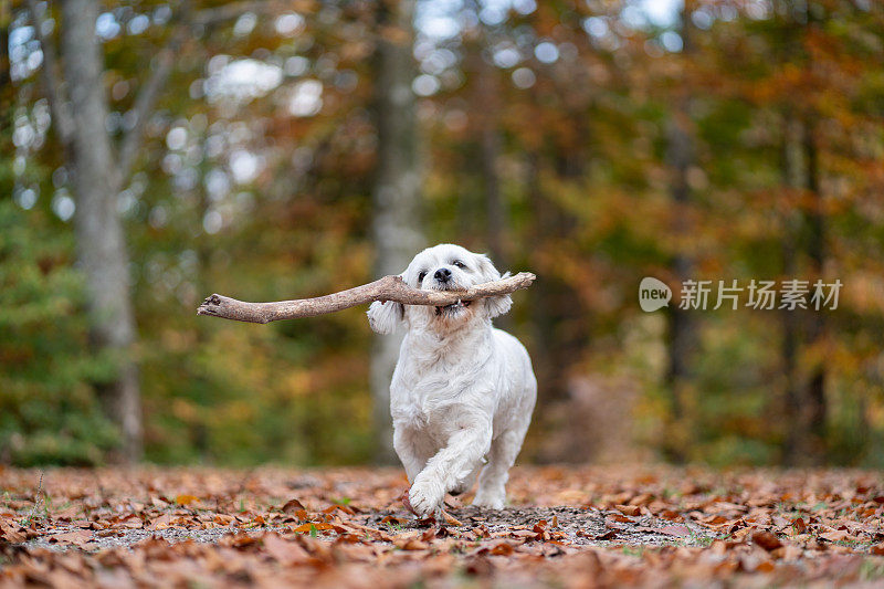 顽皮的西施犬正在捡木棍