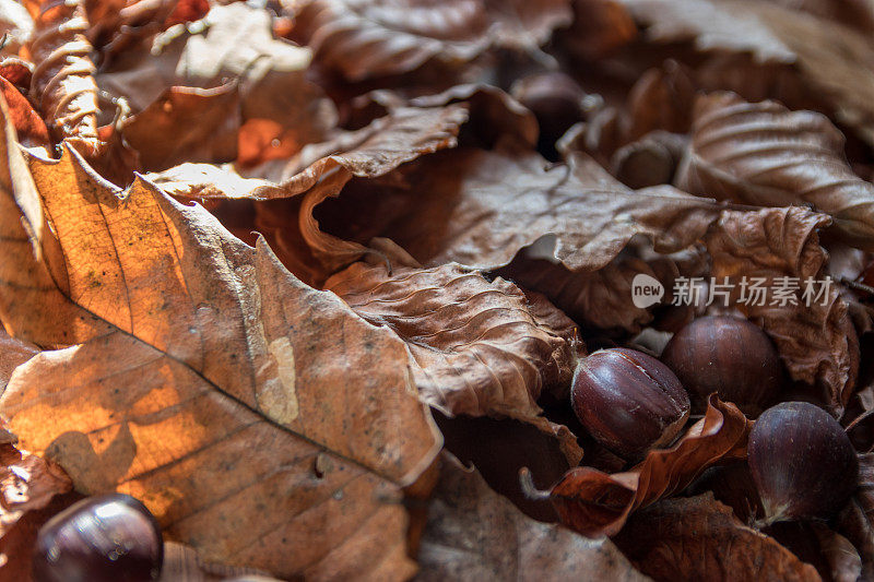 干枯的秋叶和栗子特写