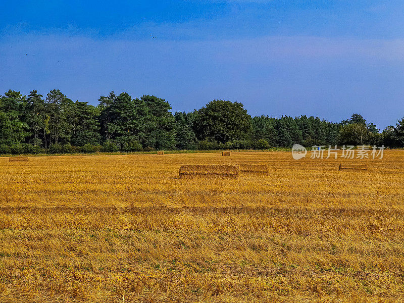 收获麦田的小麦收获夏天的英国