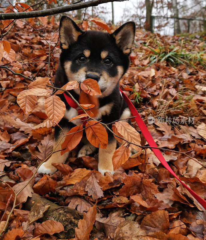 秋叶中的犬狗小狗