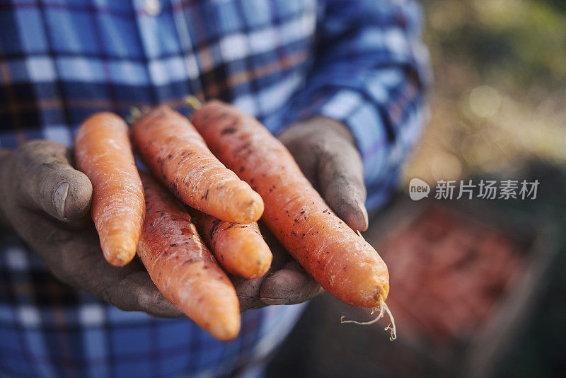 有机胡萝卜在农民手中