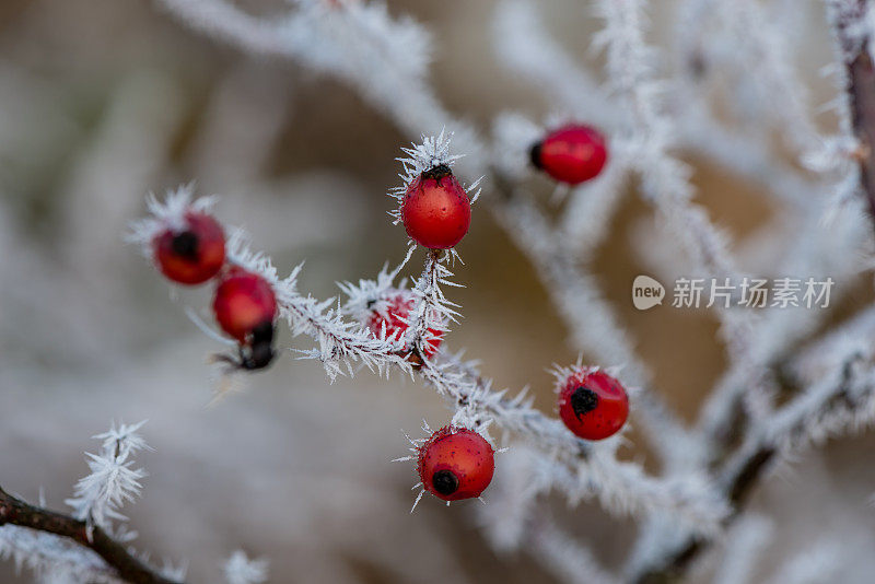 森林蔷薇果在冬季
