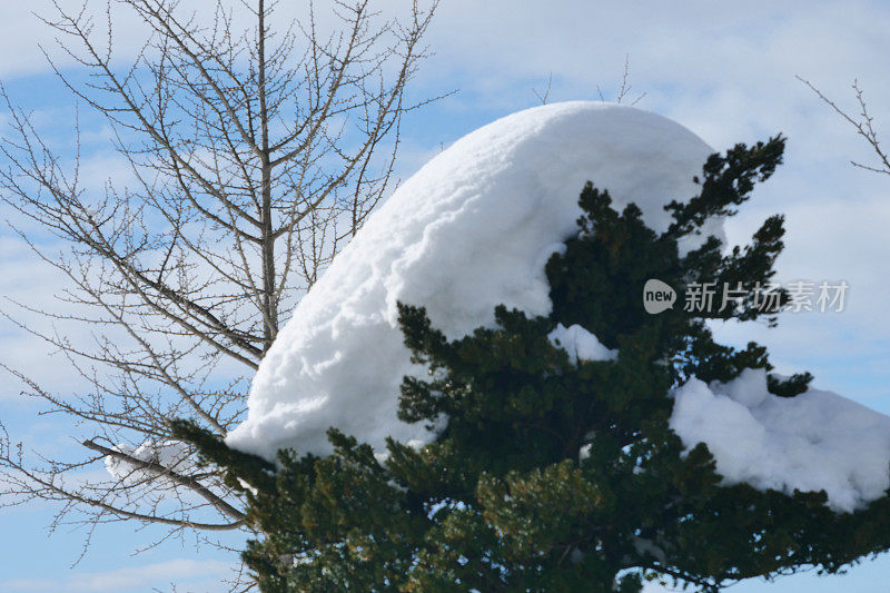 树被大雪覆盖