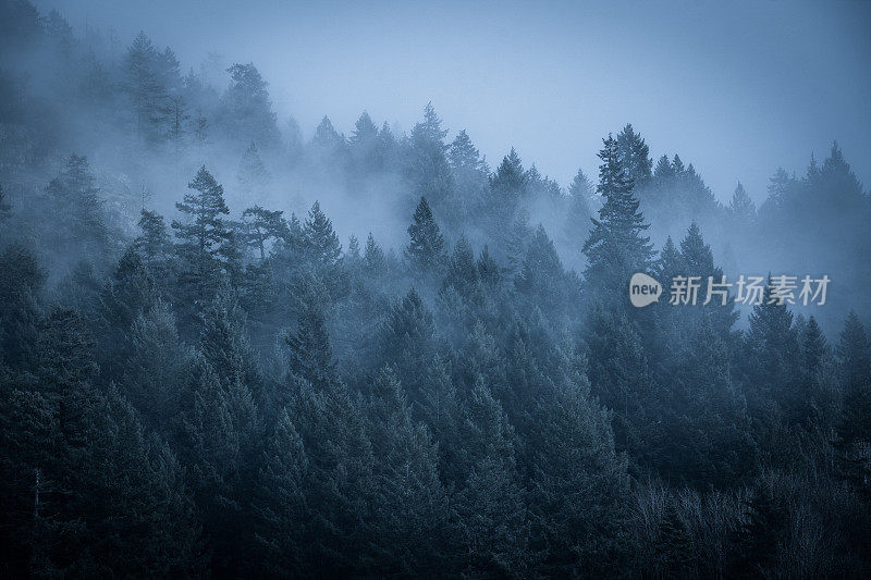 海边雾蒙蒙的雨林