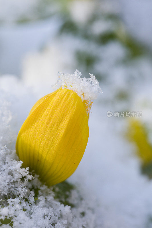 雪地上的黄花特写镜头