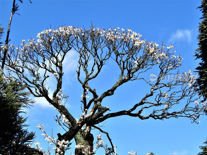 日本。2月。盆景式梅花盛开。