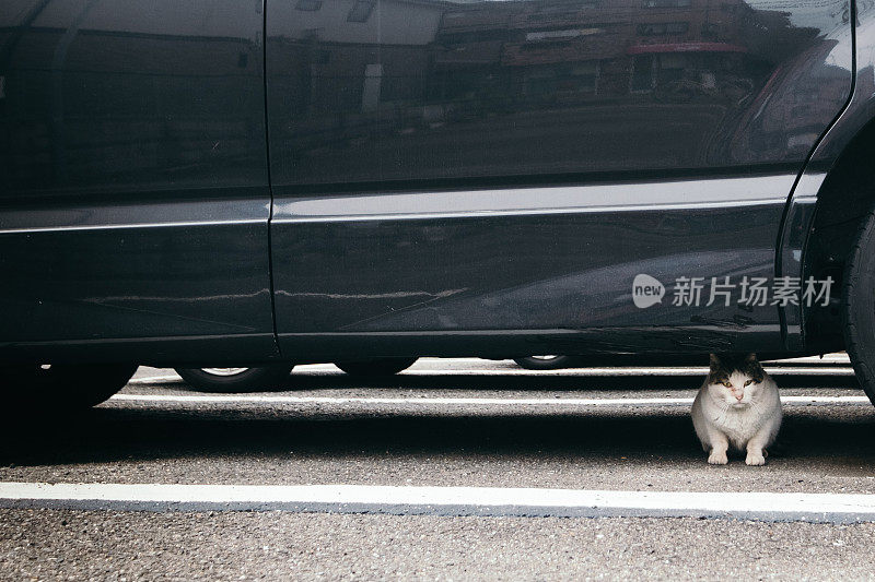 猫躲在车下面