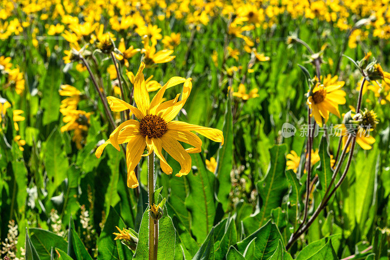 科罗拉多山区的野花