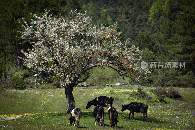 一群奶牛在一棵新开的梨树下吃草
