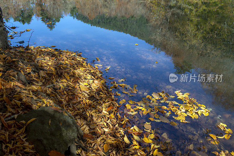 黄叶漂浮在湖面上，湖面上倒映着风景。